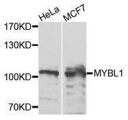 MYBL1 / A-MYB Antibody - Western blot analysis of extracts of various cells.