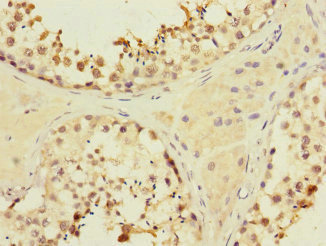 MYBL1 / A-MYB Antibody - Immunohistochemistry of paraffin-embedded human testis tissue at dilution 1:100