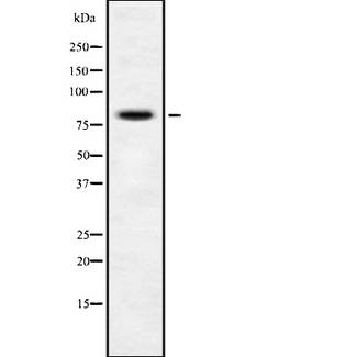 MYBL1 / A-MYB Antibody - Western blot analysis of A-Myb using LOVO cells whole cells lysates