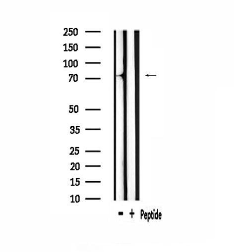 MYBL1 / A-MYB Antibody - Western blot analysis of extracts of mouse muscle using A-Myb antibody.