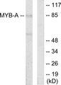 MYBL1 / A-MYB Antibody - Western blot analysis of extracts from LOVO cells, using MYB-A antibody.