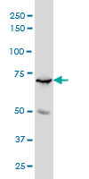 MYBL2 Antibody - MYBL2 monoclonal antibody (M01), clone 4B4 Western Blot analysis of MYBL2 expression in K-562.