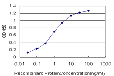 MYBL2 Antibody - Detection limit for recombinant GST tagged MYBL2 is approximately 0.03 ng/ml as a capture antibody.