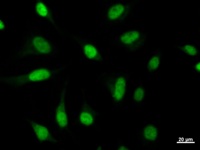 MYBL2 Antibody - Immunostaining analysis in HeLa cells. HeLa cells were fixed with 4% paraformaldehyde and permeabilized with 0.1% Triton X-100 in PBS. The cells were immunostained with anti-MYBL2 mAb.