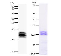 MYBL2 Antibody - Left : Western blot analysis of immunized recombinant protein, using anti-MYBL2 monoclonal antibody. Right : CBB staining of immunized recombinant protein.