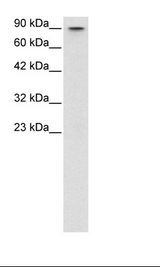 MYBL2 Antibody - HepG2 Cell Lysate.  This image was taken for the unconjugated form of this product. Other forms have not been tested.