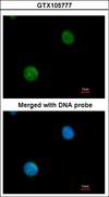 MYBPC2 Antibody - Immunofluorescence of paraformaldehyde-fixed HeLa using MYBPC2 antibody at 1:200 dilution.