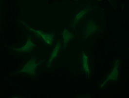 MYBPH Antibody - Immunofluorescent staining of HeLa cells using anti-MYBPH mouse monoclonal antibody.