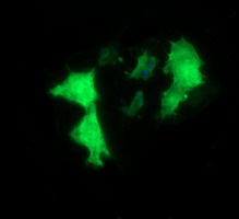 MYBPH Antibody - Anti-MYBPH mouse monoclonal antibody immunofluorescent staining of COS7 cells transiently transfected by pCMV6-ENTRY MYBPH.