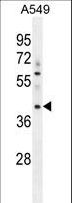 MYBPHL Antibody - MYBPHL Antibody western blot of A549 cell line lysates (35 ug/lane). The MYBPHL antibody detected the MYBPHL protein (arrow).