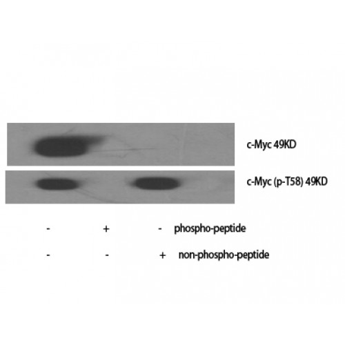 MYC / c-Myc Antibody - Western blot of Phospho-c-Myc (T58) antibody