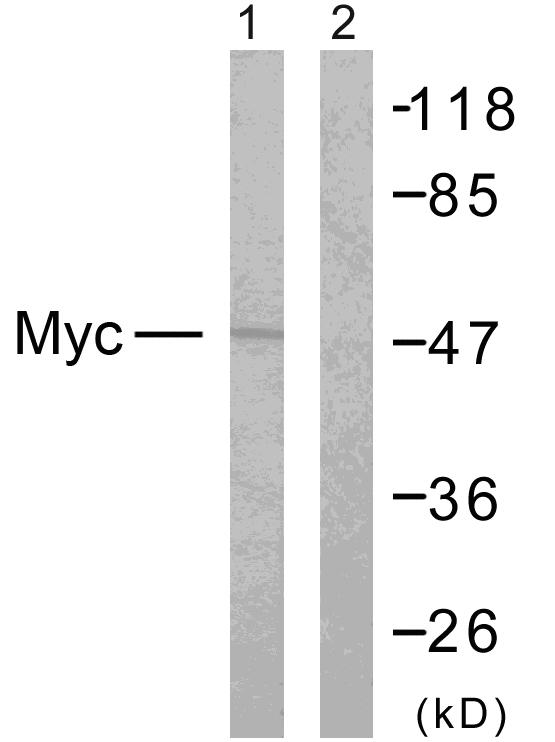 MYC / c-Myc Antibody - Western blot analysis of lysates from NIH/3T3 cells, treated with EGF 200ng/ml 30', using MYC Antibody. The lane on the right is blocked with the synthesized peptide.