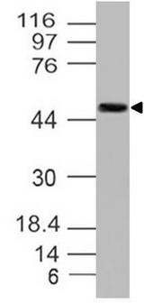 MYC / c-Myc Antibody - Fig-1: Western blot analysis of c-Myc. Anti-c-Myc antibody (Clone: 9 E 10) was tested at 2 µg/ml on HEK293 lysate.