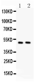 MYC / c-Myc Antibody - Western blot - Anti-c-Myc Antibody