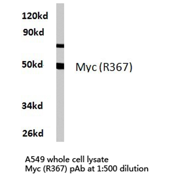 MYC / c-Myc Antibody - Western blot of Myc (R367) pAb in extracts from A549 cells.
