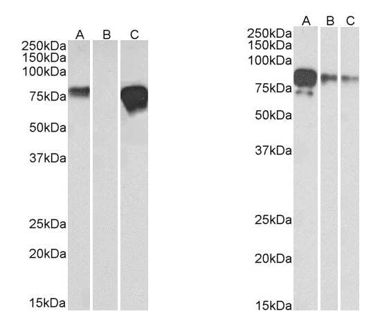 MYC / c-Myc Antibody - (2 µg/ml) staining of HEK293 spiked (A) and unspiked (B) with 5ng multitag protein (35 µg protein in RIPA buffer). Lane C contains 25 ng purified multitag protein as positive control. Primary incubation was 1 hour. Detected by chemiluminescence.