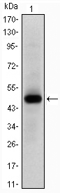 MYC / c-Myc Antibody - Western blot using MYC monoclonal antibody against human MYC (AA:214-387) recombinant protein. (Expected MW is 44.7 kDa)