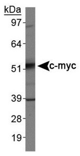 MYC / c-Myc Antibody - Western Blot: c-Myc Antibody (9E10) [DyLight 488] - Analysis of c-myc in Jurkat cell lysates This image was taken for the unconjugated form of this product. Other forms have not been tested.
