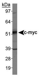 MYC / c-Myc Antibody - c-Myc Antibody (9E10) - Western blot of c-myc in Jurkat cell lysates.  This image was taken for the unconjugated form of this product. Other forms have not been tested.