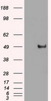 MYC / c-Myc Antibody - c-myc antibody (1A6) at 1:2000 with HeLa lysates.