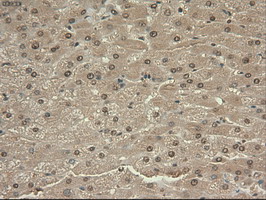 MYC / c-Myc Antibody - IHC of paraffin-embedded Human liver tissue using anti-MYC mouse monoclonal antibody.