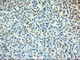 MYC / c-Myc Antibody - IHC of paraffin-embedded Human pancreas tissue using anti-MYC mouse monoclonal antibody.