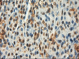 MYC / c-Myc Antibody - IHC of paraffin-embedded Human pancreas tissue using anti-MYC mouse monoclonal antibody.