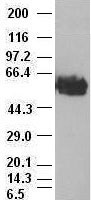 MYC / c-Myc Antibody - c-myc antibody (3F2) at 1:1000 with Hela cell lysate.