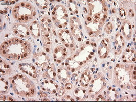 MYC / c-Myc Antibody - IHC of paraffin-embedded Human Kidney tissue using anti-MYC mouse monoclonal antibody.