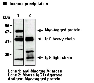 MYC / c-Myc Antibody -  This image was taken for the unconjugated form of this product. Other forms have not been tested.
