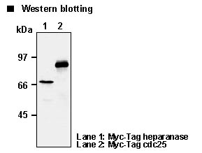 MYC / c-Myc Antibody -  This image was taken for the unconjugated form of this product. Other forms have not been tested.