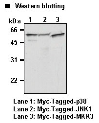 MYC / c-Myc Antibody