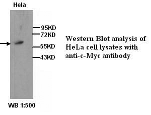 MYC / c-Myc Antibody