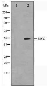 MYC / c-Myc Antibody - Western blot of 293 cell lysate using MYC Antibody