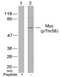 MYC / c-Myc Antibody - Detection of Myc (phospho-Thr58) in extracts of HeLa cells (1) after pre-incubation of #43034 with blocking peptide or (2) with no pretreatment of antibody.