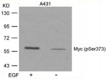 MYC / c-Myc Antibody - Detection of Myc (phospho-Ser373) in extracts of A431 cells treated or untreated with EGF.