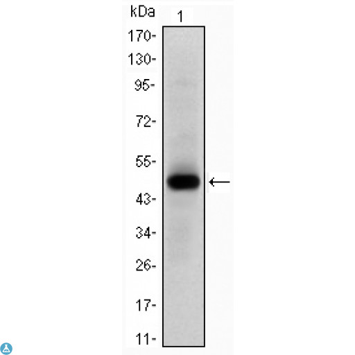 MYC / c-Myc Antibody - Western Blot (WB) analysis using c-Myc Monoclonal Antibody against recombinant protein.