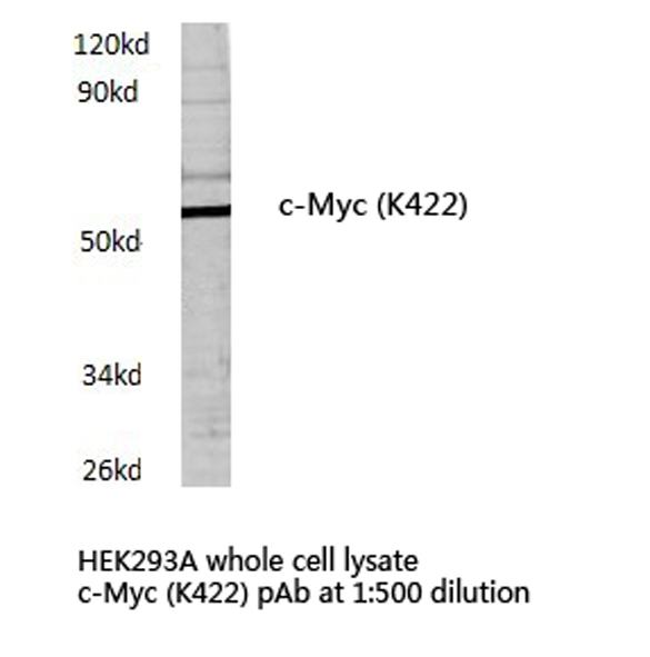 MYC / c-Myc Antibody - Western blot of c-Myc (K422) pAb in extracts from HEK293A cells.