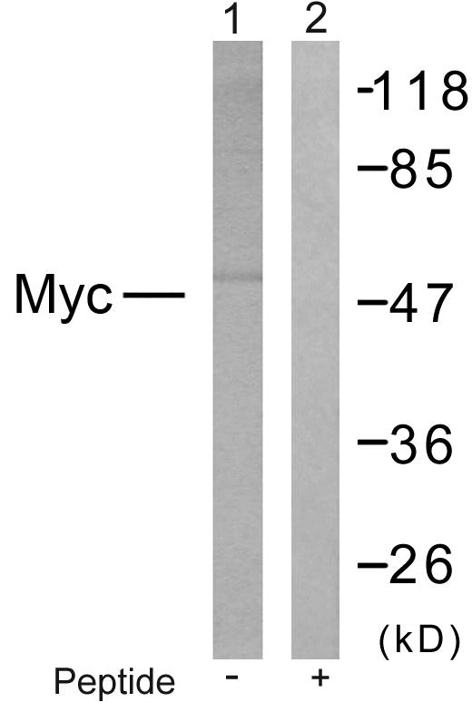 MYC / c-Myc Antibody - Western blot analysis of extracts from NIH/3T3 cells treated with EGF. Line1: Using Myc (Ab-373) Antibody; Line2: The same antibody preincubated with synthesized peptide.