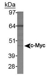 Myc Tag Antibody - c-Myc Antibody (9E11) - Western blot of c-Myc in Jurkat whole cell lysate.  This image was taken for the unconjugated form of this product. Other forms have not been tested.