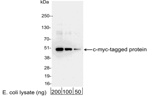 Myc Tag Antibody - Detection of c-myc-tagged protein in whole cell lysate of E. coli expressing a multi-tag fusion protein