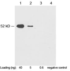 Myc Tag Antibody - Western blot of c-Myc fusion protein (MW~52KD) using 1 ug/ml Rabbit Anti-c-Myc-tag Polyclonal Antibody c-Myc-tag Antibody, pAb, Rabbit Lane 1-3: c-Myc fusion protein in HEK293 cell lysate Lane 4: Negative HEK293 cell lysate Secondary antibody: Goat Anti-Rabbit IgG (H&L) [HRP] Polyclonal Antibody The signal was developed with LumiSensor HRP Substrate Kit