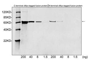 Myc Tag Antibody - Western blot of c-Myc tagged fusion proteins expressed in E. coli cell lysate using c-Myc-tag Antibody (c-Myc-tag Antibody, pAb, Rabbit, 1 ug/ml) The signal was developed with IRDye 800 Conjugated Goat Anti-Rabbit IgG.