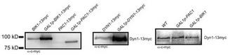 Myc Tag Antibody - c-Myc-tag Antibody, pAb, Rabbit were used in western blotting to show overexpression of Bik1, Pac1, or Dyn1 by GAL1 promoter in budding yeast. Left and middle: Western blot of cell lysates prepared from strains with either endogenous or GAL1 promoter driving expression of indicated 13myc-tagged gene. Right: Western blot of Dyn1-13myc protein in strains with either the endogenous or GAL1 promoter driving the expression of PAC1 or BIK1. For all blots, equal amount of total cell lysate was loaded in each lane, transferred to PVDF and probed with anti-c-Myc antibody. All strains were grown to mid-log phase in SD media supplemented with 2% galactose, and then harvested.