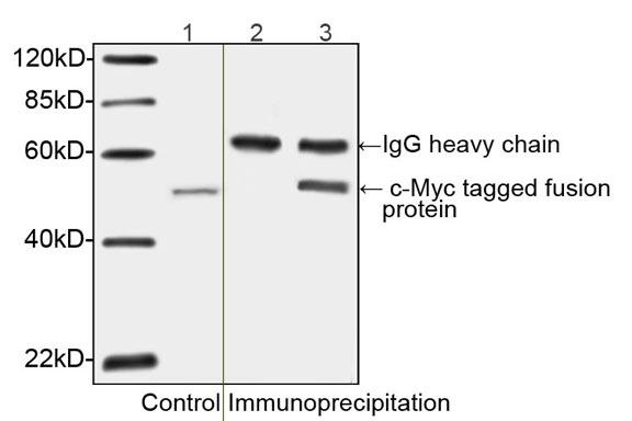 Myc Tag Antibody - Western blot of immunoprecipitates from c-Myc-tagged protein using c-Myc-tag Antibody, pAb, Rabbit. Lane 1: c-Myc tagged fusion protein as control. Lane 2: Immunoprecipitates of c-Myc tagged fusion protein incubated with Rabbit IgG Control and Protein A served as negative control Lane 3: Immunoprecipitates of c-Myc tagged fusion protein incubated with c-Myc-tag Antibody, pAb, Rabbit c-Myc-tag Antibody, pAb, Rabbit and Protein A. The signal was developed with IRDyeTM800 Conjugated affinity Purified Goat Anti-Rabbit IgG.