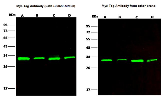 Myc Tag Antibody - Anti-Myc Tag mouse monoclonal antibody at 1:5000 dilution. Lane A: GST-myc (Recombinant protein) (5ng). Lane B: GST-myc (Recombinant protein) (1ng). Lane C: myc-GST (Recombinant protein) (100ng). Lane D: myc-GST (Recombinant protein) (20ng). Secondary: Goat Anti-Mouse IgG H&L (Dylight800) at 1/15000 dilution. Developed using the Odyssey technique. Performed under reducing conditions.