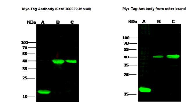 Myc Tag Antibody - Anti-Myc Tag mouse monoclonal antibody at 1:5000 dilution. Lane A: HA-mFABP4-myc transfected 293 cell lysate (10ug). Lane B: myc-ARG1-HA transfected 293 cell lysate (5ug). Lane C: HA-ARG1-myc transfected 293 cell lysate (10ug). Secondary: Goat Anti-Mouse IgG H&L (Dylight800) at 1/15000 dilution. Developed using the Odyssey technique. Performed under reducing conditions.