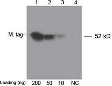 Myc Tag Antibody - Lane 1-3: 200 ng, 50 ng, 10 ng Multiple Tag Cell Lysate Lane 4: Negative Control Detect antibody: 0.1 ug/ml THETM Anti-c-Myc [Biotin] Monoclonal Antibody (Mouse) THETM c-Myc Antibody [Biotin], mAb, Mouse Secondary antibody: Streptavidin-HRP The signal was developed with LumiSensor HRP Substrate Kit This image was taken for the unconjugated form of this product. Other forms have not been tested.