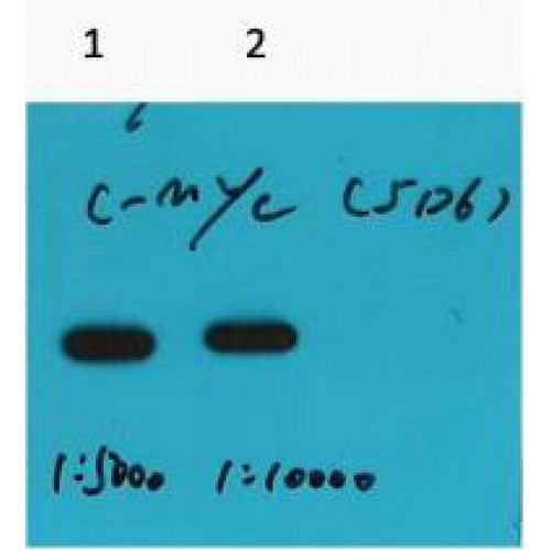 Myc Tag Antibody - Western blot of Myc-Tag antibody