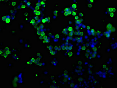 Myc Tag Antibody - Immunofluorescence staining of transfected HEK293 cells diluted at 1:100, counter-stained with DAPI. The cells were fixed in 4% formaldehyde, permeabilized using 0.2% Triton X-100 and blocked in 10% normal Goat Serum. The cells were then incubated with the antibody overnight at 4°C.The Secondary antibody was Alexa Fluor 488-congugated AffiniPure Goat Anti-Mouse IgG (H+L).